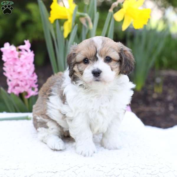 Daisy, Cavachon Puppy